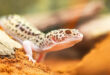 5 Tips untuk Merawat Tokek Leopard yang Sehat dan Gembira