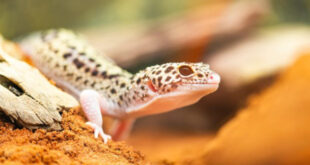 5 Tips untuk Merawat Tokek Leopard yang Sehat dan Gembira