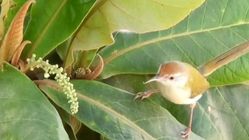 Warta Bandung Barat | Burung Prenjak Lumut: Suara dan Gerakan Unik yang Makin Jarang Dilirik di Alam