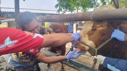 Warta Bandung Barat | Saat Mendekati Idul Adha, 400-an Ternak di Pasar Hewan Jatinom Siap untuk Dijual, DKPP Klaten Pastikan Kesehatan Hewan