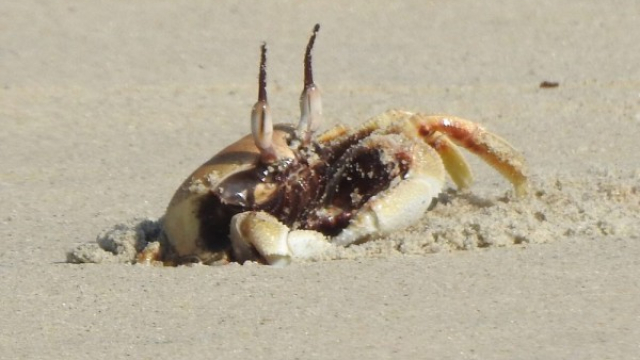 5 Kepiting Aneh dari Pulau Natal: Satunya Berwarna Biru!