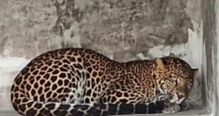 Warta Bandung Barat|Macan Tutul Kabur dari Lembang Park & Zoo: BBKSDA Jabar Yakin Kembali ke Habitat Gunung Tangkuban Parahu